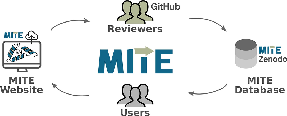 Engineering Biological Databases - Case Studies on the MITE Database